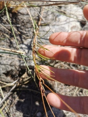 Wahlenbergia paniculata