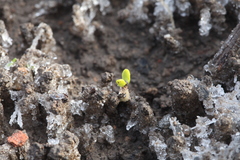 Trifolium eximium