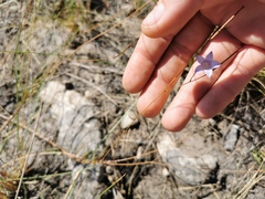 Wahlenbergia paniculata