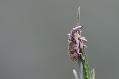 Hypolixus truncatulus