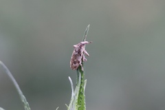 Hypolixus truncatulus