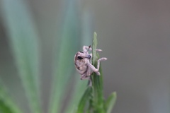 Hypolixus truncatulus