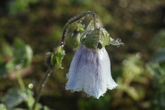 Codonopsis clematidea