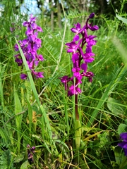 Orchis mascula