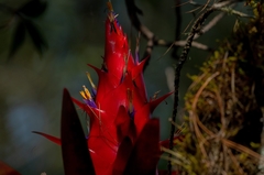 Tillandsia imperialis