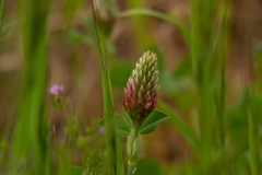 Trifolium incarnatum molinerii