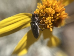 Chrysobothris crandalli