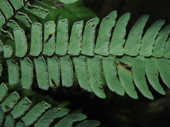 Adiantum decoratum