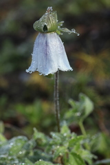 Codonopsis clematidea