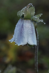 Codonopsis clematidea