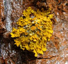 Xanthoria parietina