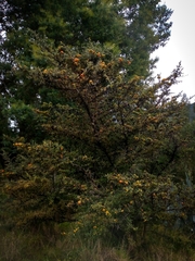 Pyracantha angustifolia