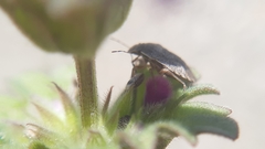 Sciocoris deltocephalus