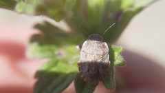 Sciocoris deltocephalus