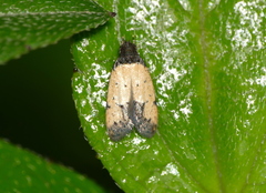 Tyrolimnas anthraconesa