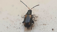 Phyllotreta variipennis