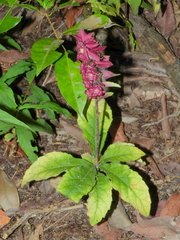 Angiospermae