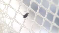 Phyllotreta variipennis