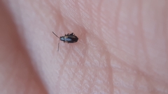 Phyllotreta variipennis