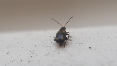 Phyllotreta variipennis