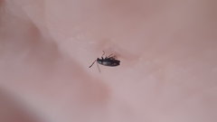 Phyllotreta variipennis