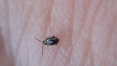 Phyllotreta variipennis