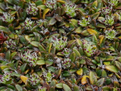 Actinotus novae-zelandiae