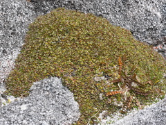 Actinotus novae-zelandiae