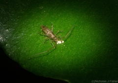 Paronellidae