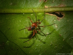 Dimidamus dimidiatus