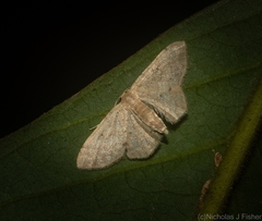 Idaea pilosata