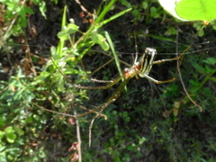 Leucauge