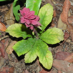 Angiospermae