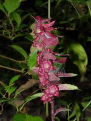 Angiospermae