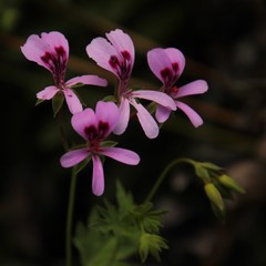 Pelargonium