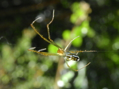 Leucauge