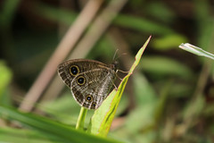 Ypthima multistriata