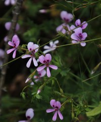 Pelargonium