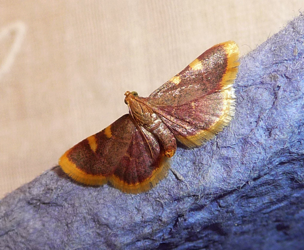 Clover Hayworm Moth (DenverBoulder Metro Area Butterflies and Moths