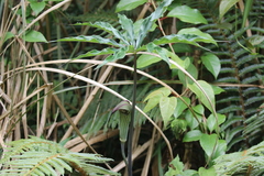 Arisaema formosanum