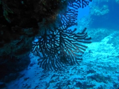 Iciligorgia schrammi