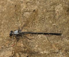 Austroargiolestes calcaris