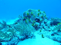 Siphonodictyon coralliphagum