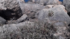 Arthrocaulon macrostachyum