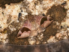 Bastilla joviana