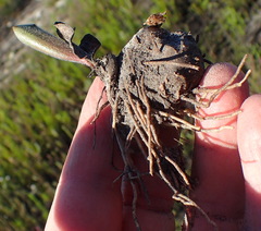 Eriospermum dielsianum