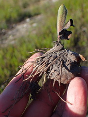 Eriospermum dielsianum