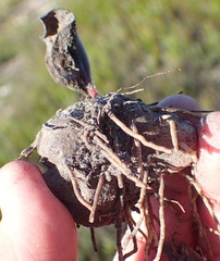 Eriospermum dielsianum