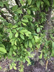 Angiospermae