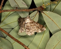 Cleora alienaria
